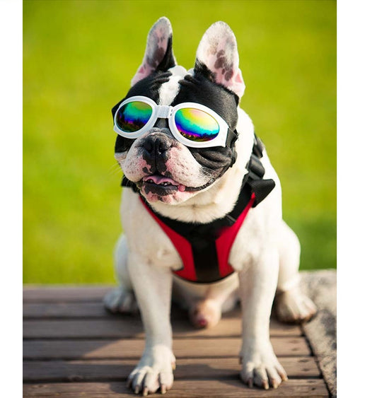 Gafas de perro viaje moto anti luz agua